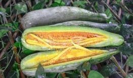 周奕宏网红吃瓜,揭秘娱乐圈幕后真相